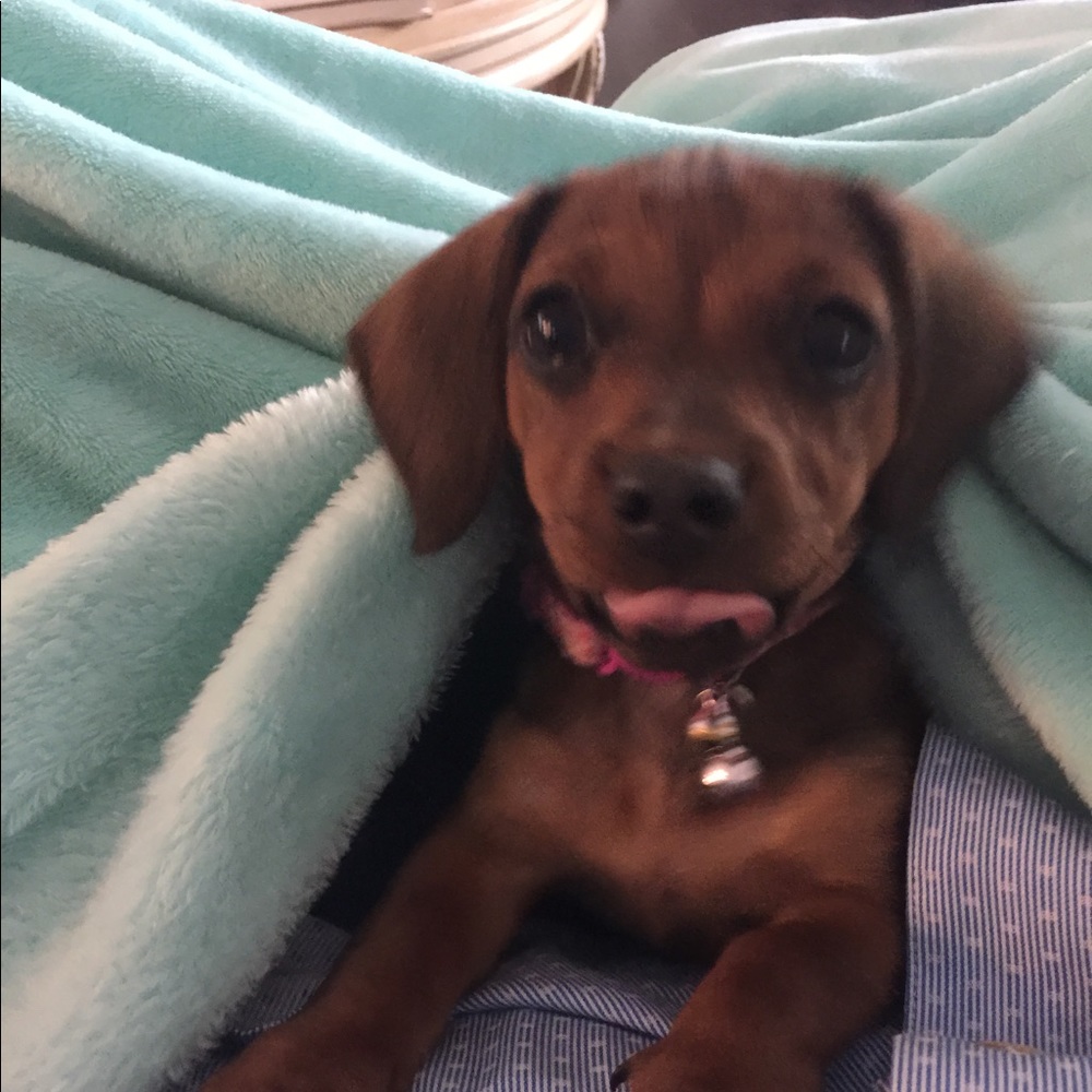 Meet your Posher, Janice